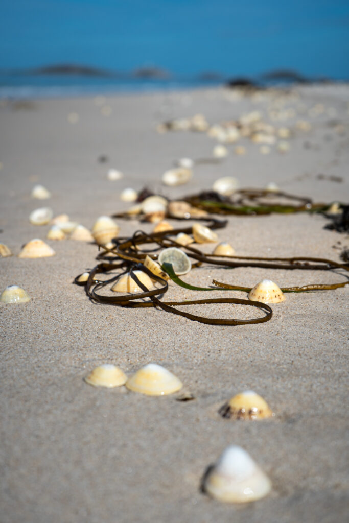Sea shells on Bar Point beach on the Isle of Scilly